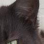 Photo oeil chat