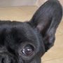 Oscar détail (2)
